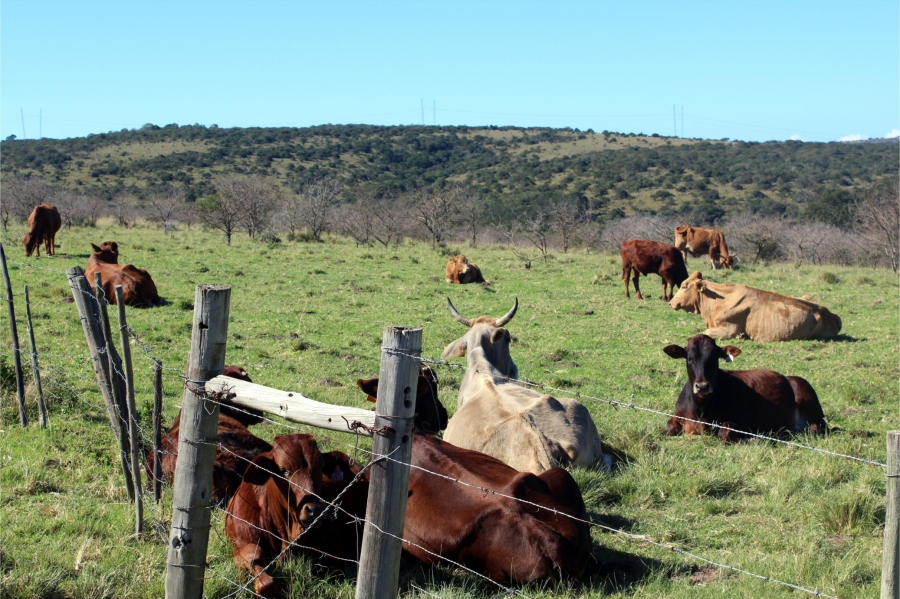 5 Bedroom Property for Sale in Mooiplaas Eastern Cape